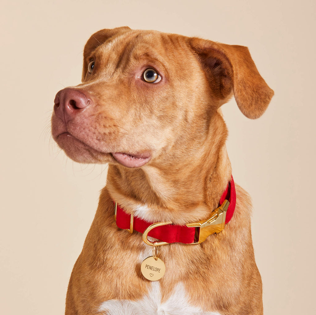 Ruby Dog Collar
