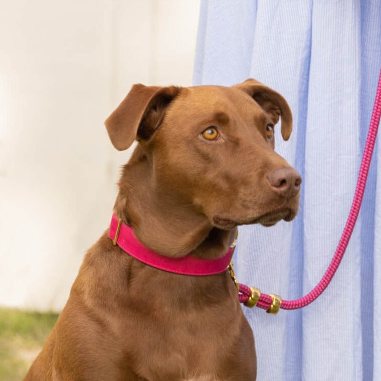 Hot Pink Dog Collar