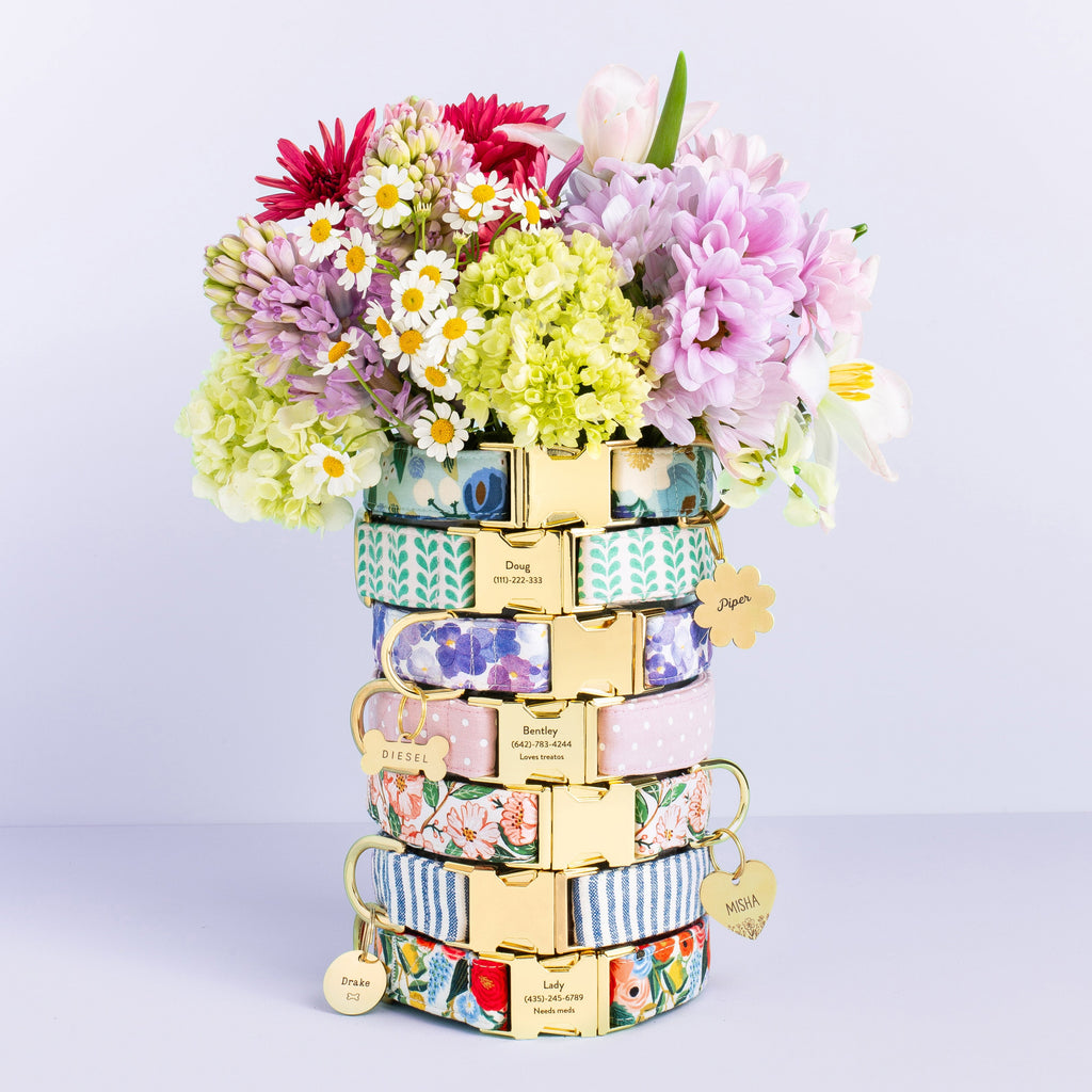 Pressed Pansies Dog Collar