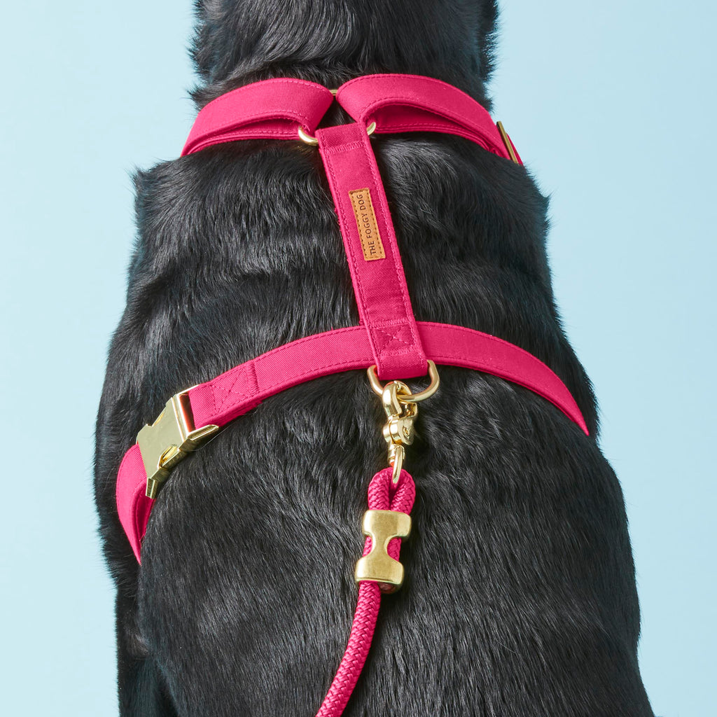 Hot Pink Harness Walk Set