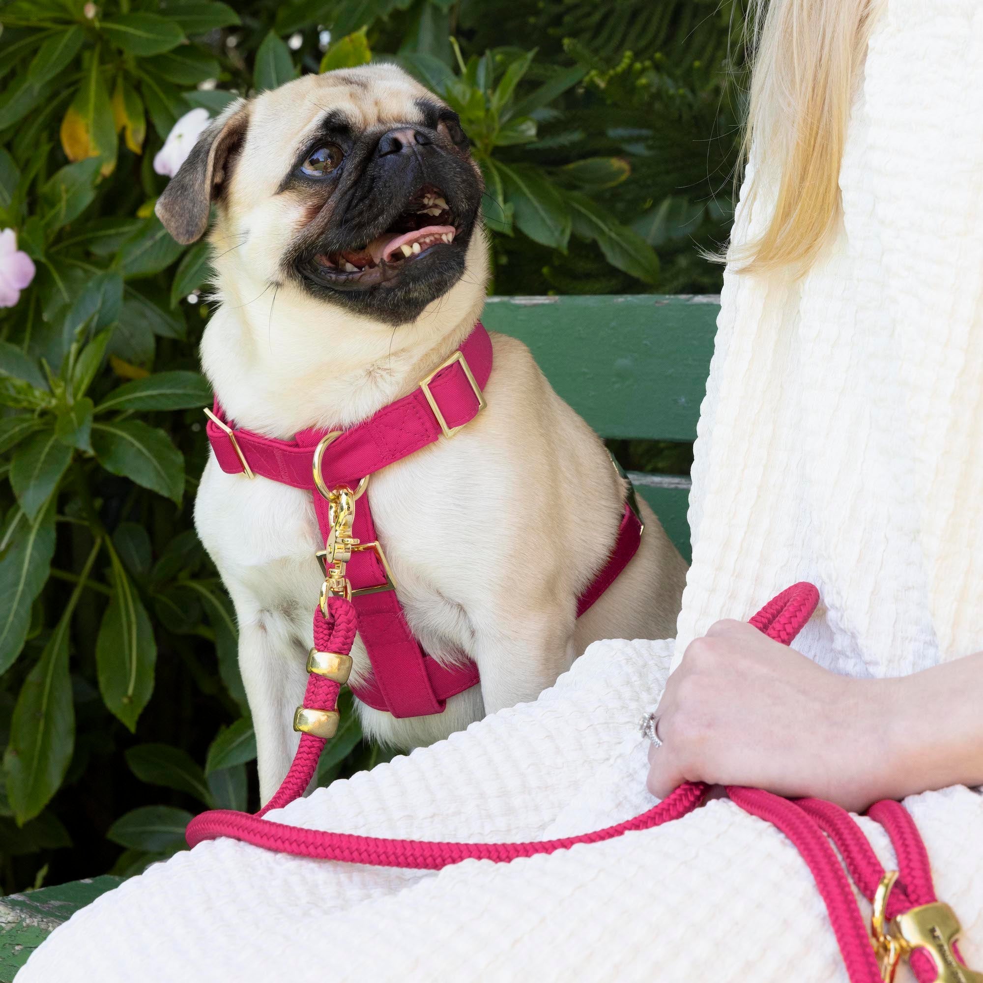 Hot Pink Harness Walk Set