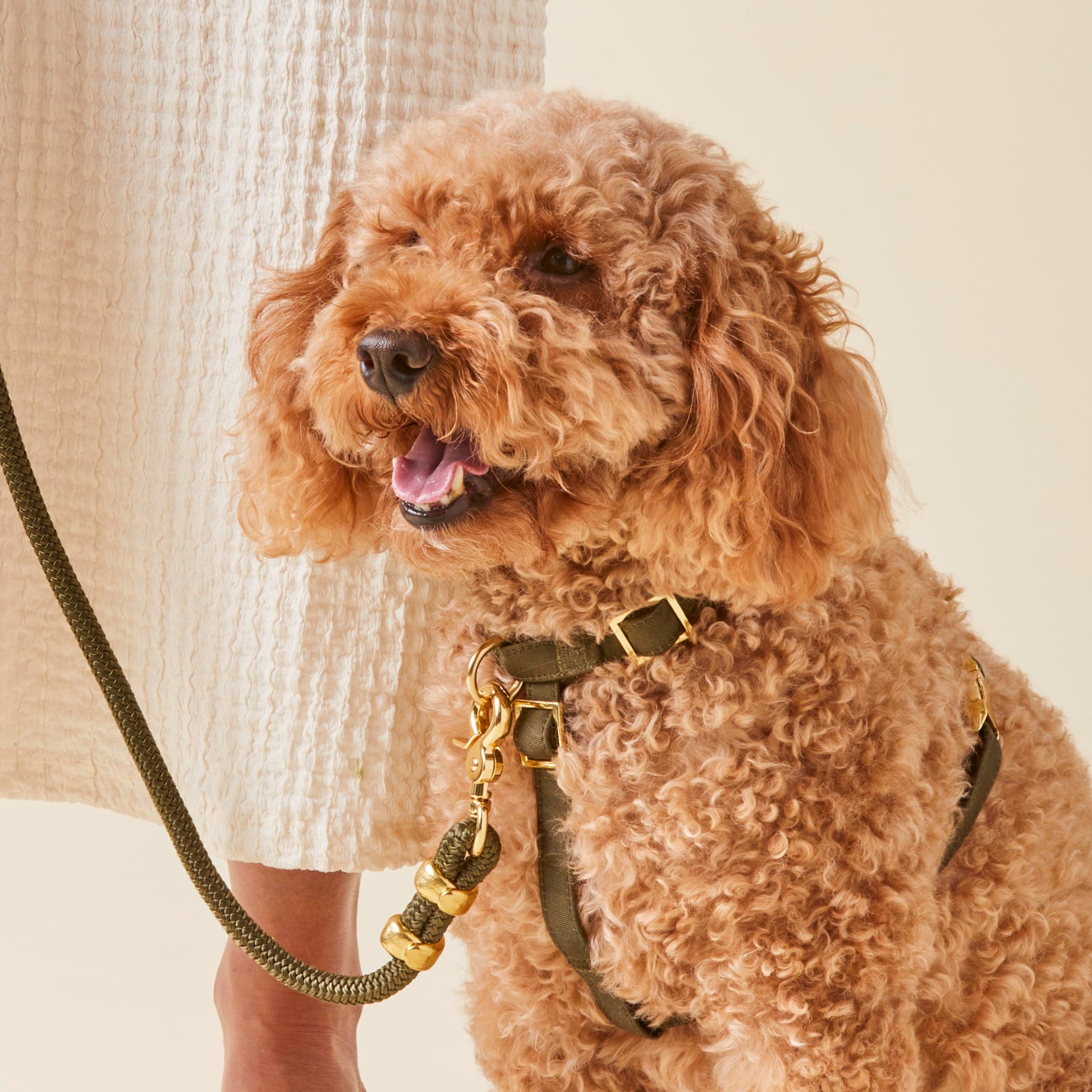 Olive Marine Rope Dog Leash