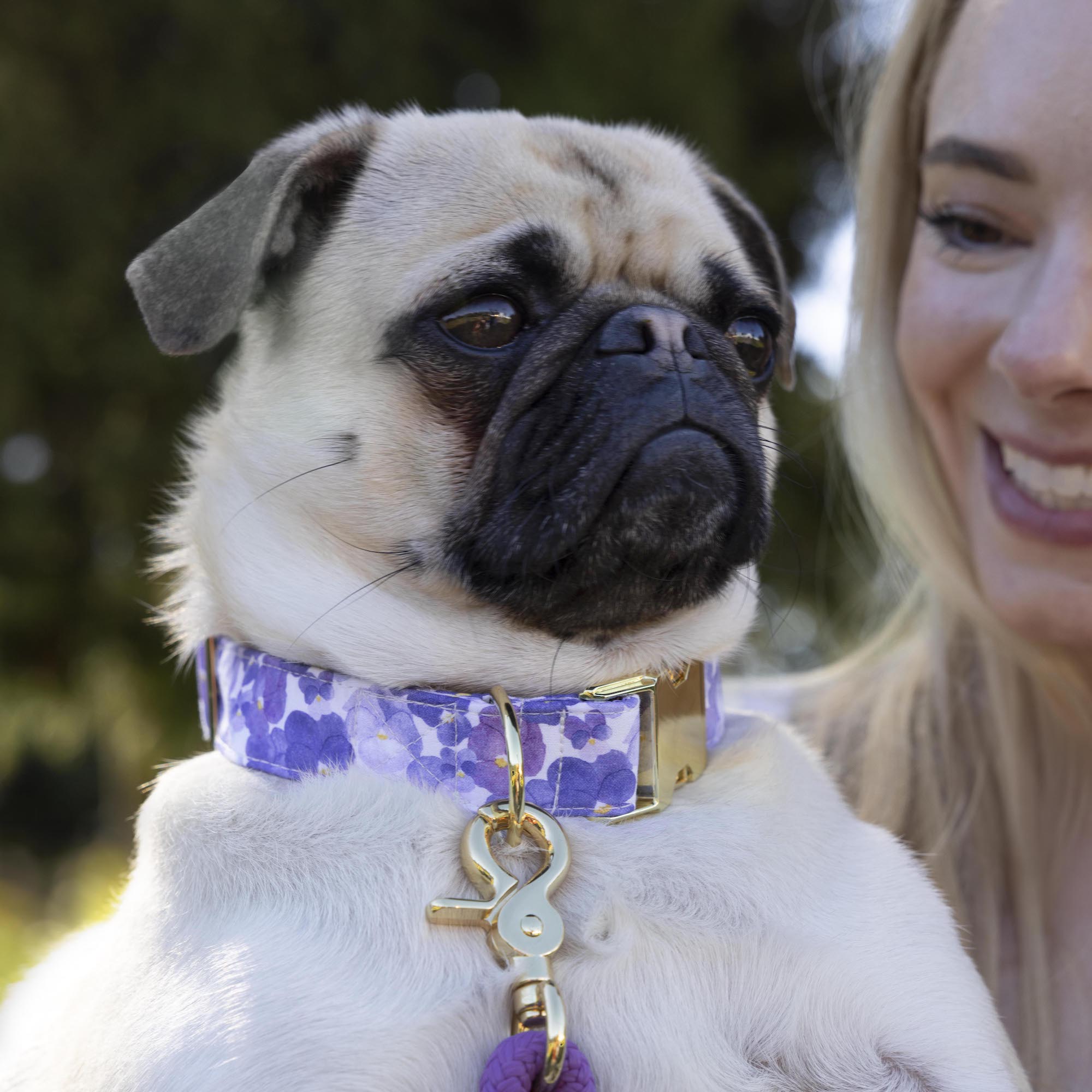 Pressed Pansies Dog Collar