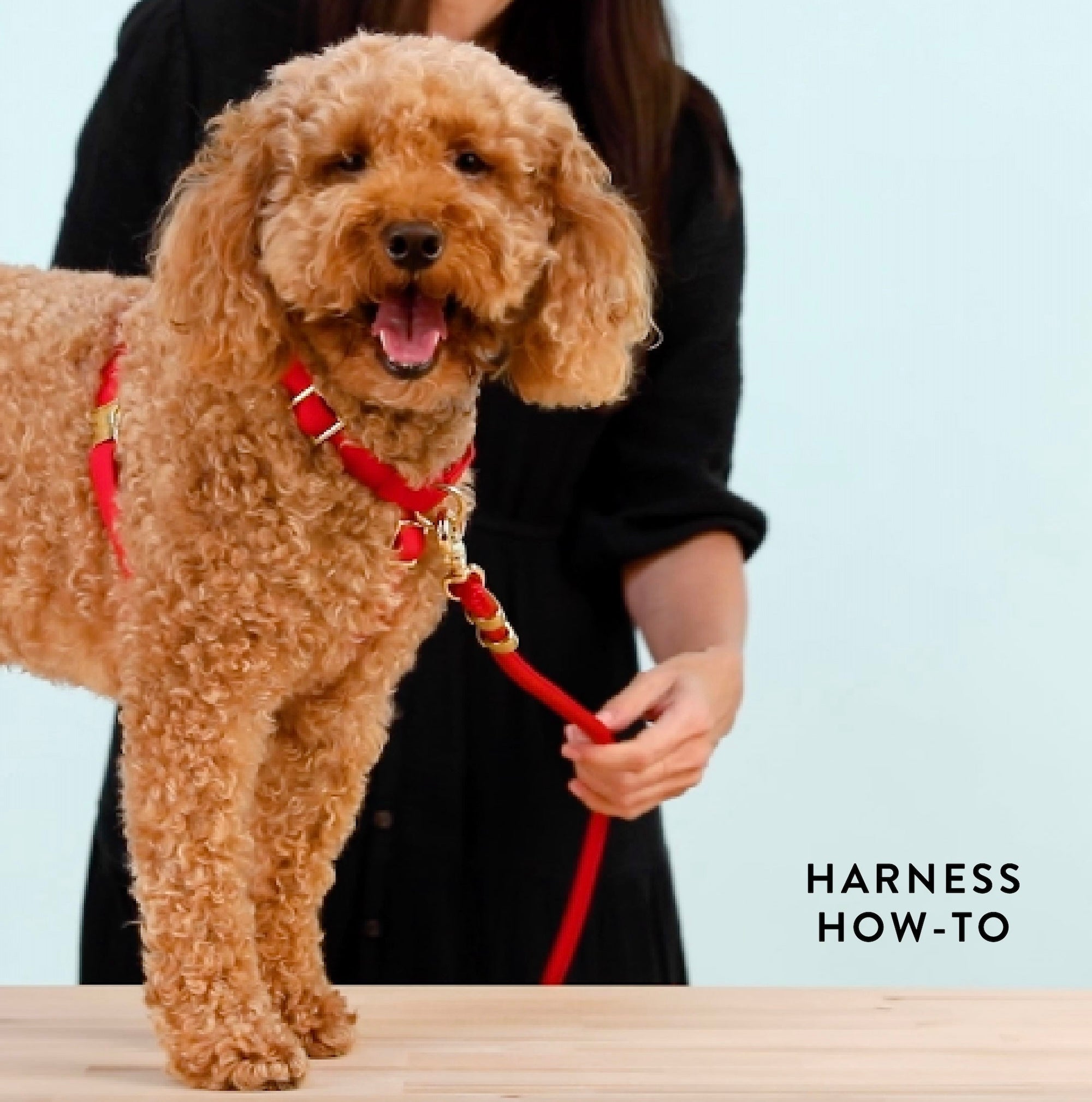 Onyx Harness Walk Set
