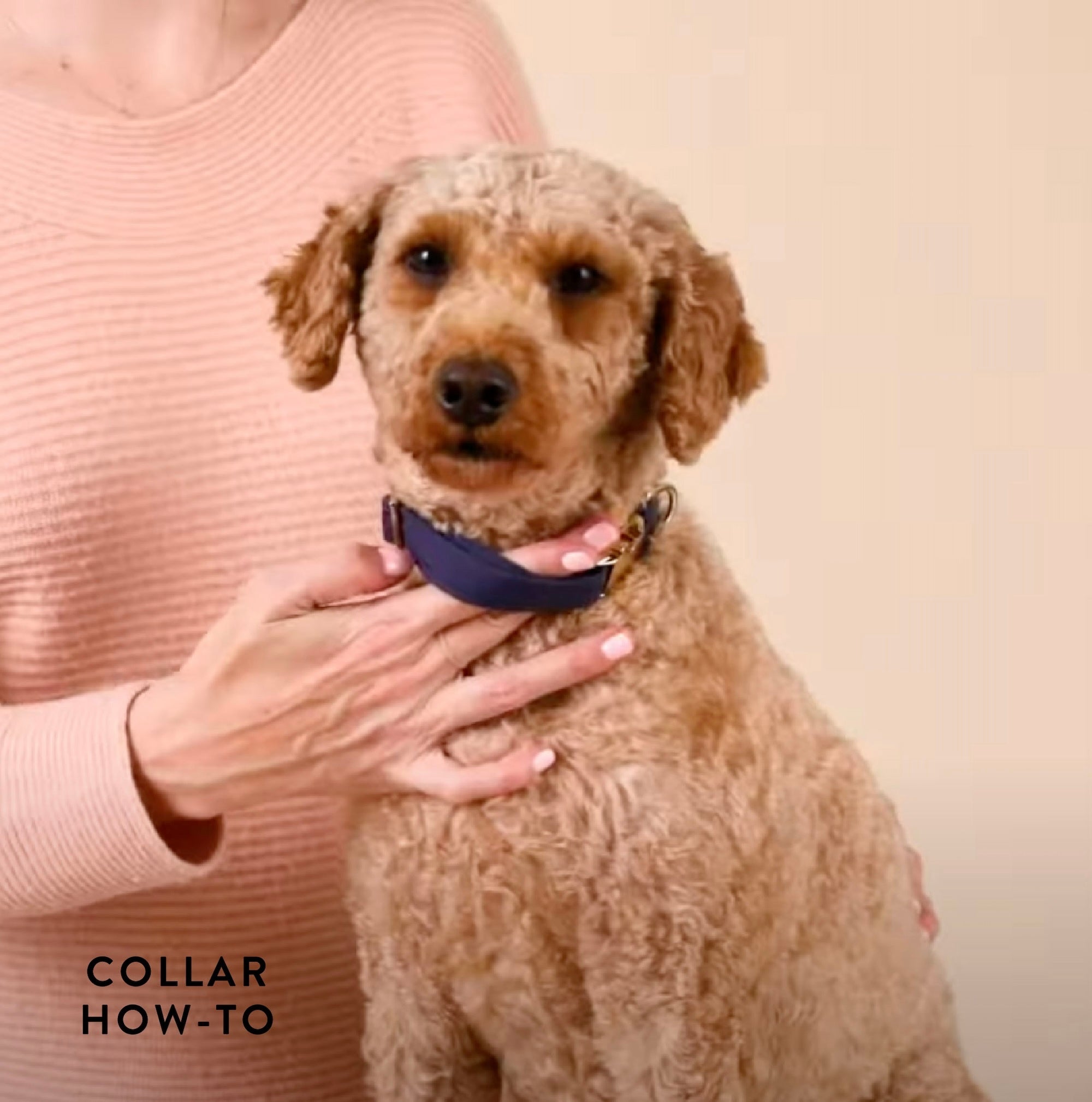 Ruby Dog Collar