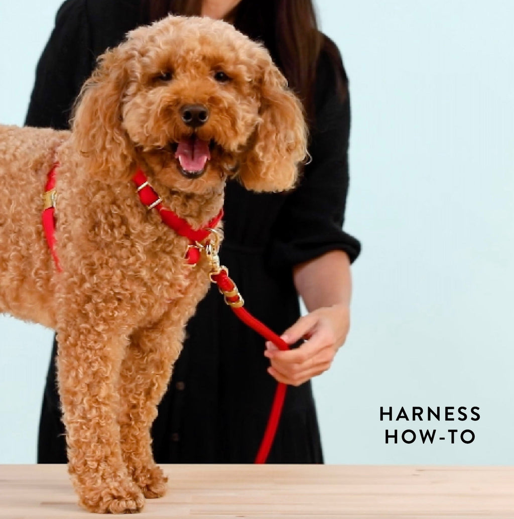 Pressed Pansies Harness Walk Set