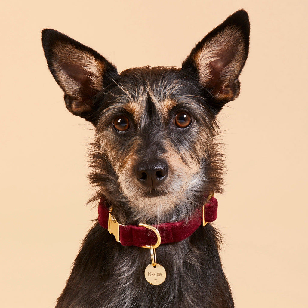 Circle Pet ID Tag: Heart Icon