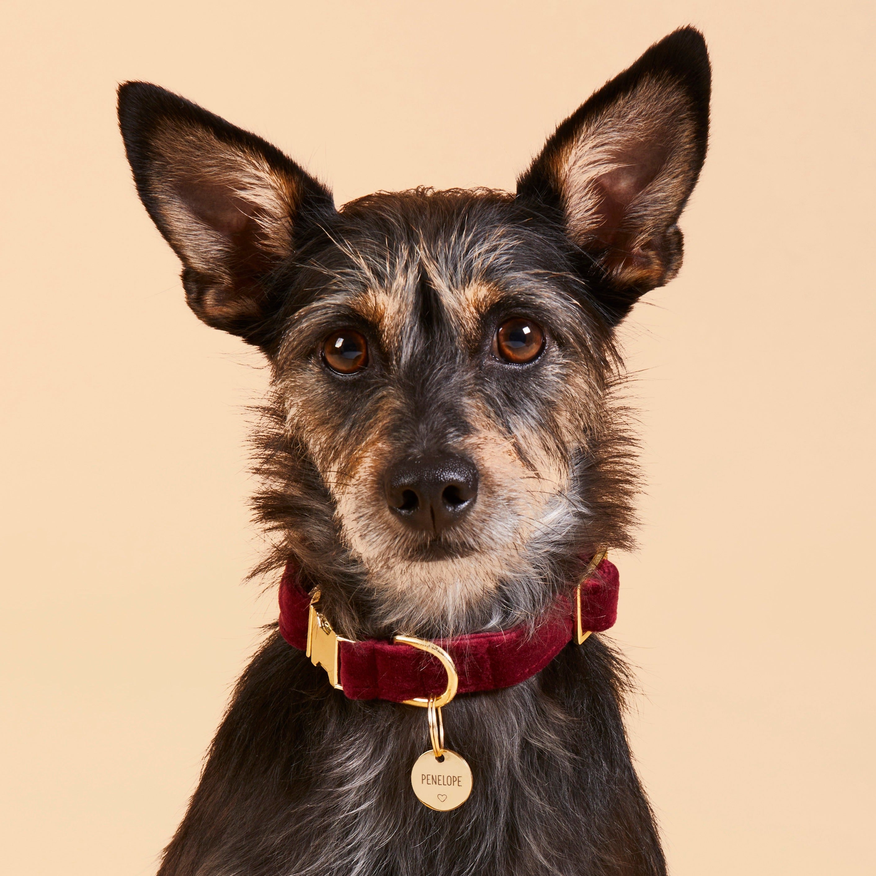 Circle Pet ID Tag: Heart Icon