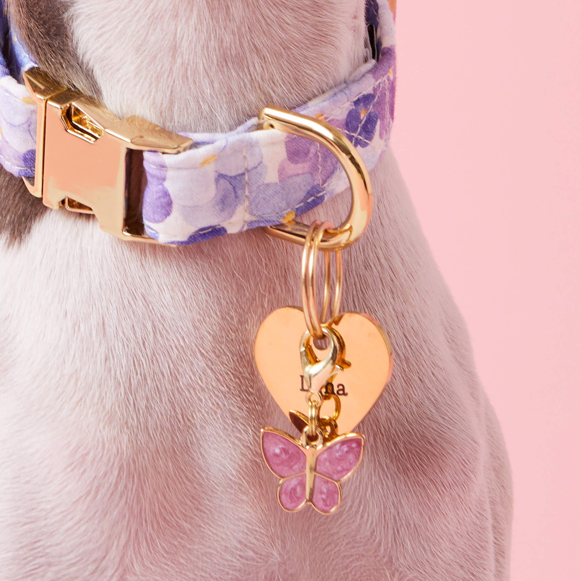 Pressed Pansies Dog Collar